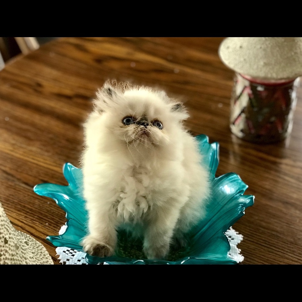 Meet your Posher, Patti